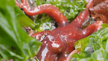 Red Octopus Cephalopod GIF by OctoNation® The Largest Octopus Fan Club!