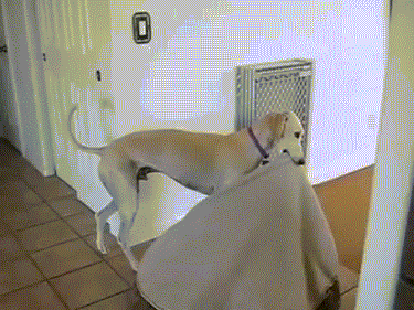Animated GIF