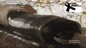 giant clam shipworm GIF by Mashable