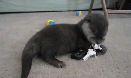 baby otter GIF by Cheezburger
