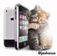 Cat GIF