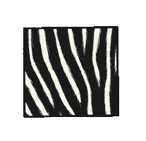 jupitermondverlag zebra jupitermondverlag jupitermond angelinaborgwardt Sticker