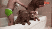 pitbull GIF