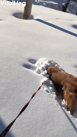 Golden Retriever Burrows in the Snow Like a Bunny