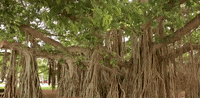 hawaii GIF
