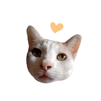 Cat Love Sticker