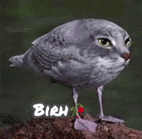Cat Bird GIF