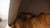Dog Teeth GIF