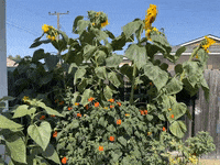 Flower Garden GIF by Justin