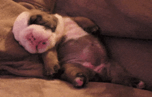 bull dog sleeping GIF