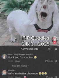 Alex Niche GIF