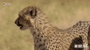 Season 2 Cheetah GIF by PBS