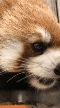 buildingourzoo animals zoo red panda evz GIF