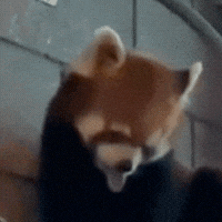 buildingourzoo animals panda zoo tango GIF