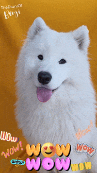 Dogs Wow GIF