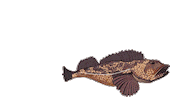 Fish Fishing Sticker by Positively Groundfish
