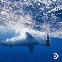 GIF by Shark Week