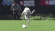 Dog Running GIF by American Kennel Club