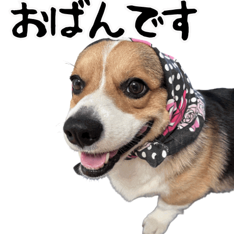 Corgi Milo Sticker