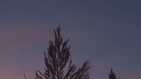 epiphyteproductions giphyupload nostalgia epiphyte productions remember this place GIF