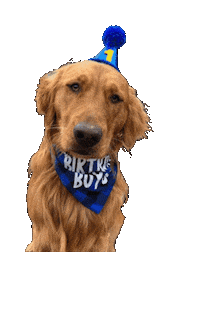 Cache Dog Birthday Sticker by Bastian the Talking Terrier