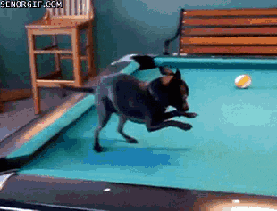 dog pool GIF by Cheezburger