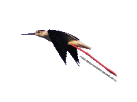 parcodeltapo nature bird bike duck Sticker