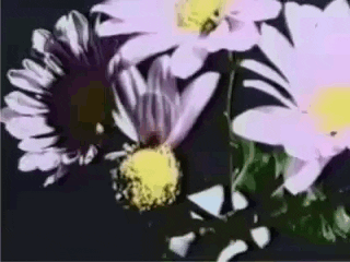 flowers GIF