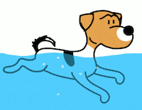 Swimming Pool Dog GIF