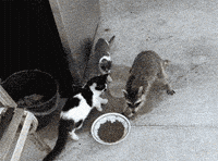 steal GIF