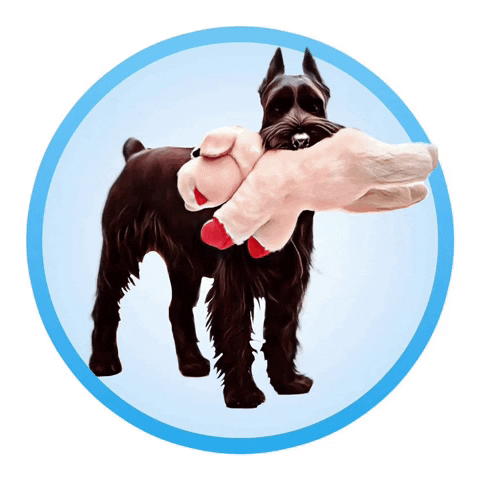 remarkablewww dog toy standard schnauzer black schnauzer dog with toy GIF