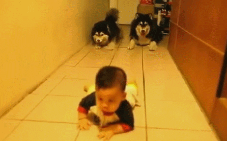 baby dogs GIF by Daily Mail Online