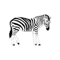Sticker by THIS IS A TEST ACCOUNT
