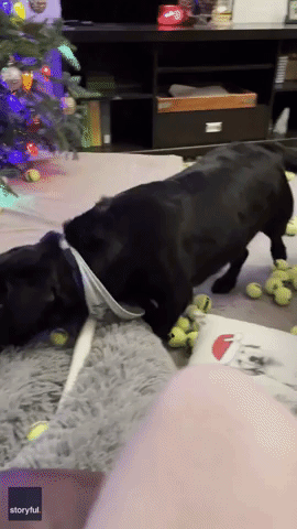 Dogs Overwhelmed After Owner Dumps Tennis Balls
