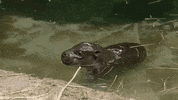Baby Hippo GIF by San Diego Zoo