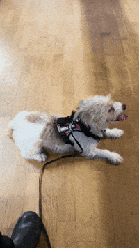 Dog Puppy GIF