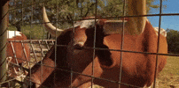 texas austin GIF