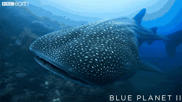 blue planet ocean GIF by BBC Earth