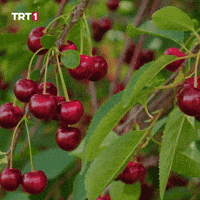 Summer Link GIF by TRT