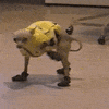 dog fail GIF by America's Funniest Home Videos