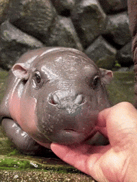 Sleepy Pygmy Hippo GIF