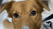 Jonggi dog dog eye dog blink jonggi GIF