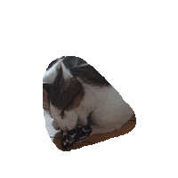 Katzenspielzeug Sticker by Pawcordbyfranzi