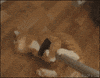 cat ride GIF