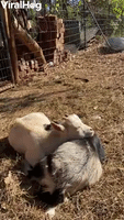 Dwarf Goats Cuddle in Sunshine