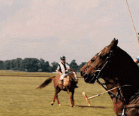 Horses Polo GIF by DC Fray