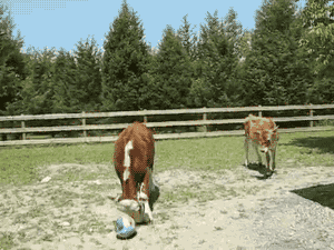 soccer ball GIF