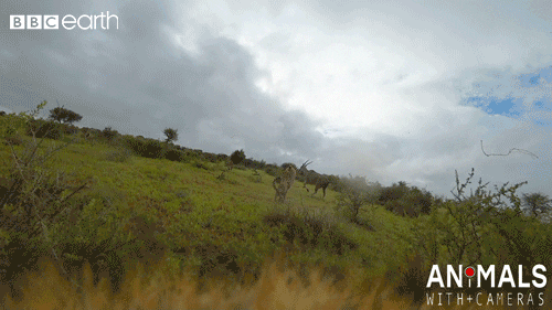 cat run GIF by BBC Earth