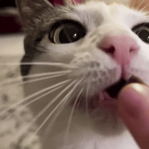 Cat Eating GIF