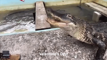 Florida Alligator Lover Gives Meaty Valentine Treats to Gator Pals